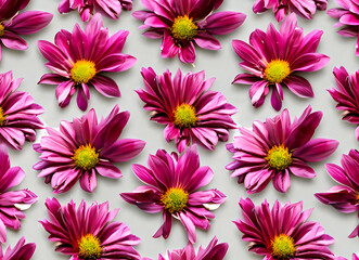 Fototapeta premium pink and white chrysanthemum, floral, blossom, summer, chrysanthemum, AI generated