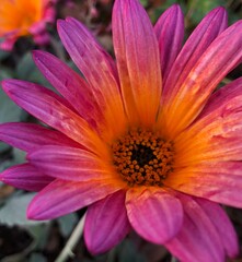 Obraz na płótnie Canvas close up of drought tolerant pink snd orange flower 