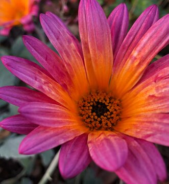 close up of drought tolerant pink snd orange flower 