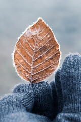 Winter Handschuh blatt