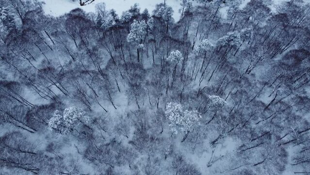 Snow in the winter forest aerial