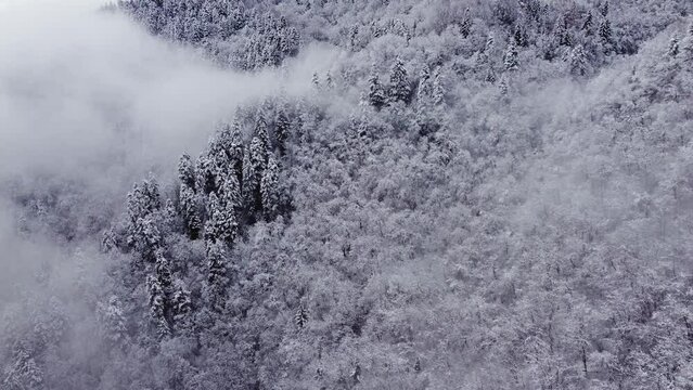 Foggy and snowy mountain forest
