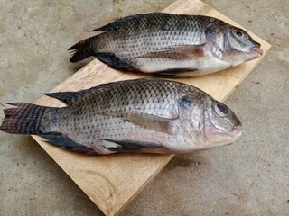 Fresh tilapia (Oreochromis niloticus) on a wooden plank against a cement floor background