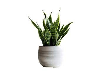 aloe vera plant in pot isolated on white
