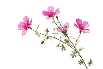 Fototapeta na wymiar pink flowers isolated on white background