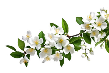 Fototapeta na wymiar branch of cherry blossom isolated on white