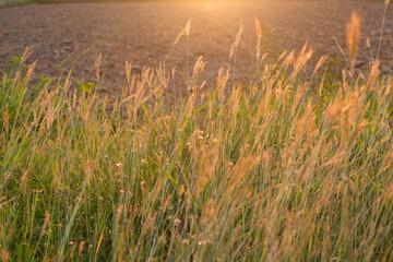 grass flower with sunset evening light background