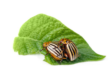A pair of Colorado potato beetles on a potato leaf. Insect pests close-up on white background.
