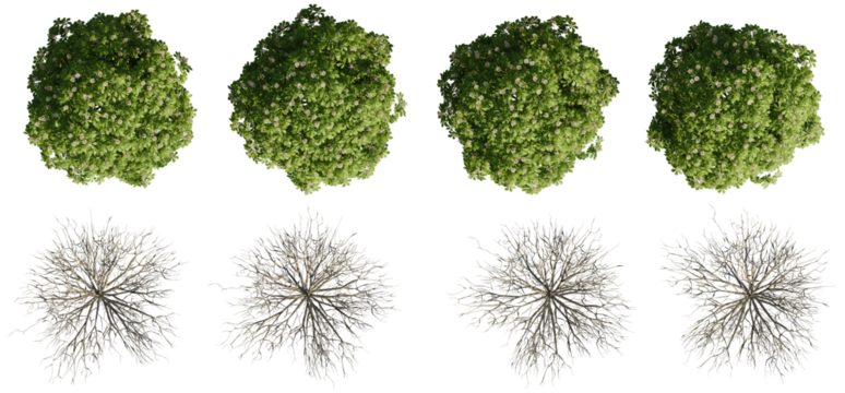 set of trees rendered from the top view, 3D illustration, for digital composition, illustration, 2D plans, architecture visualization