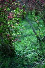 葛城山のツツジ