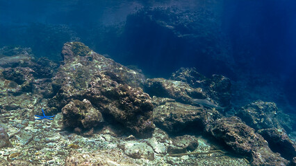 Fototapeta na wymiar Underwater photo of a baby Blacktip reef shark at coral reef in beautiful light