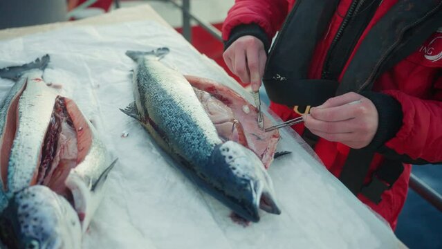 Veterinarian inspects organs and insides of salmon on fish farm, closeup