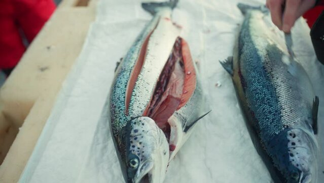 Side view of veterinarian checking quality and health of dissected salmon