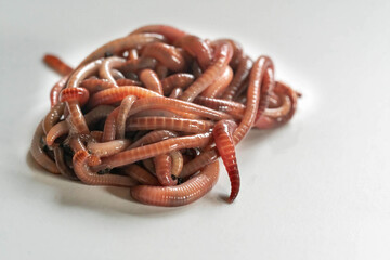 An isolated group of red wiggler worms used for vermicomposting