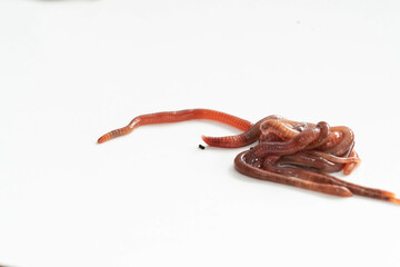 An isolated group of red wiggler worms used for vermicomposting