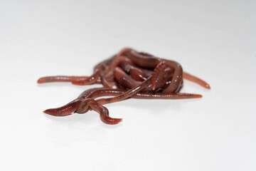 An isolated group of red wiggler worms used for vermicomposting
