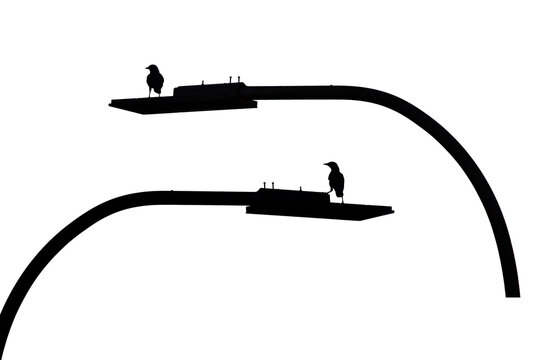 recommend clip art: Black silhouette of bird crow, thrush on street lamp on white isolated background. Design element, Halloween