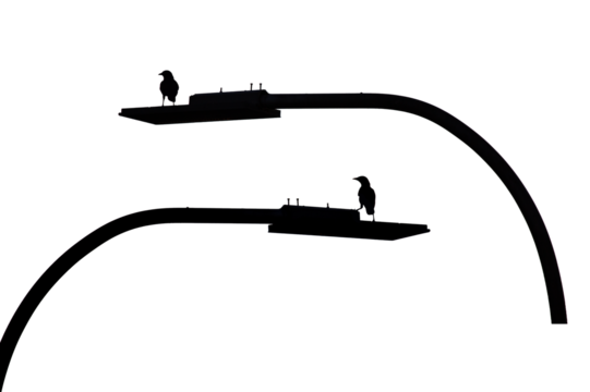 Black silhouette of bird crow, thrush on street lamp on white isolated background. Design element, Halloween