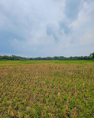 Fototapeta na wymiar Empty Paddy field after the crops have been taken recently with trees and cloudy sky in the background in south Asia.