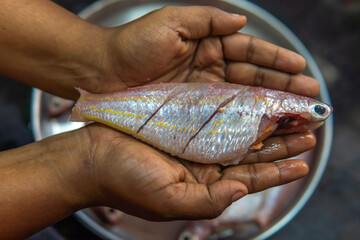 Freshly caught, cleaned, and vibrant red snappers - a prime specimen of raw fish held in a girl’s...