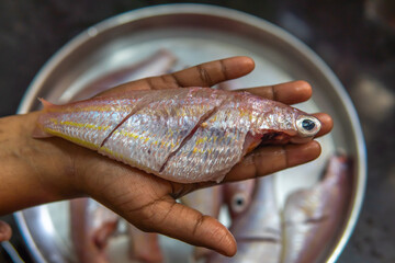 Freshly caught, cleaned, and vibrant red snappers - a prime specimen of raw fish held in a single hand. Other fishes are in the background on a plate ready for cooking. - Powered by Adobe