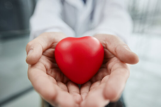 Doctor holding a heart in his hands, close-up