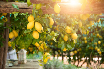 Lemons growing in a sunny garden on Amalfi coast in Italy - 610201952