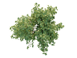 Obraz premium Ficus Carica - Top View Ficus