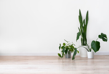 Houseplants in white pots on a light gray floor against a white wall in an empty room. The concept of minimalistic Scandinavian style in  .the interior.