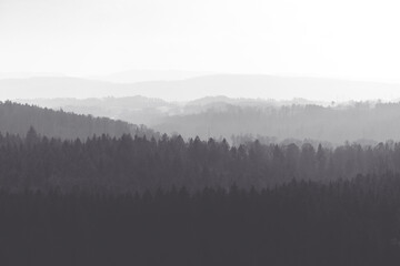 Wald, Baumkronen, Schwarz Weiß, Bäume, Natur, Aussicht, 