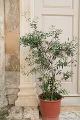 Fototapeta na wymiar Old medieval clay pot with olive tree over stone wall. Traditional European, Greek architecture. Summer travel