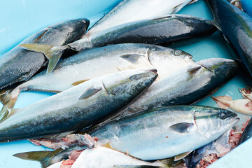 fresh fish on ice in a market	