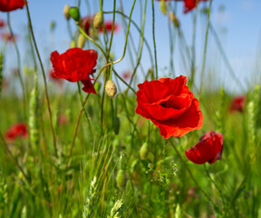 poppy flowers grow in the field
