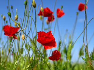 poppy flowers grow in the field