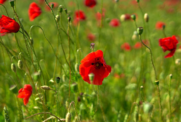 Fototapeta premium poppy flowers grow in the field