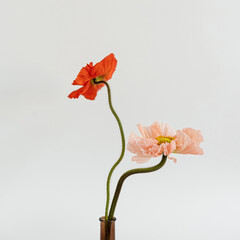 Peach and red poppy flowers in vase on white background. Minimal stylish still life floral...