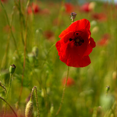 poppy flowers grow in the field