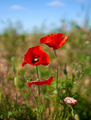 Naklejka premium poppy flowers grow in the field