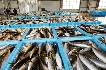 fresh fish on ice in a market	