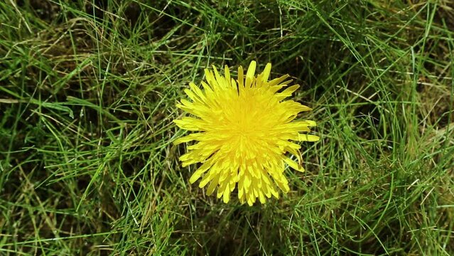 yellow dandelion slowly rotates in a circle against a background of green grass