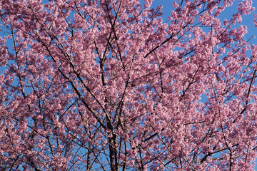 Phaya suae flower or sakura flower in Thailand