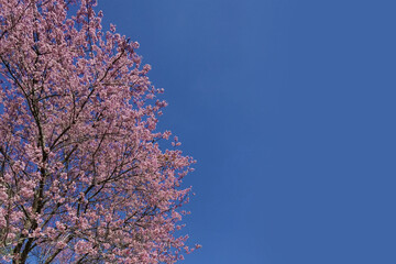 Phaya suae flower or sakura flower in Thailand