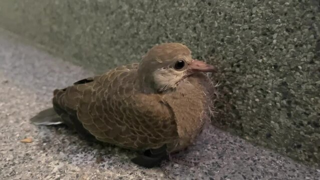 baby zebra dove looking on cement floor 