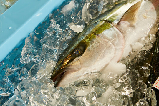 fresh fish on ice in a market