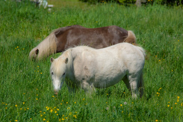 Obraz premium Pretty horses on a Canadian farm in the province of Quebec 