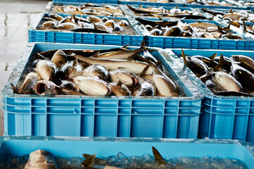 fresh fish on ice in a market	
