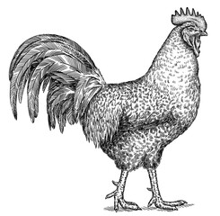Vintage engraving isolated chicken set illustration rooster ink sketch. Farm fowl background hen bird silhouette cock art. Black and white hand drawn image © Turaev