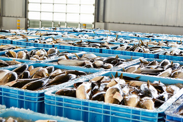 fresh fish on ice in a market	
