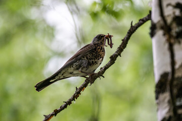 thrush fieldfare in the morning in search of worms on a summer day