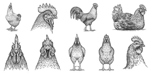 Vintage engraving isolated chicken set illustration rooster ink sketch. Farm fowl background hen bird silhouette cock art. Black and white hand drawn image - 610207337